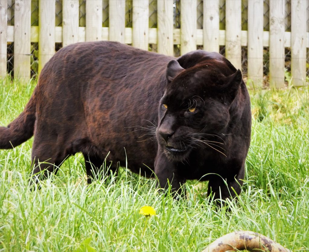 Black cat blog at Wingham Wildlife Park, Kent.
