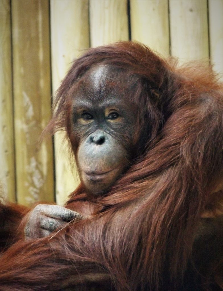 Bornean Orangutan at Wingham Wildlife Park, Kent