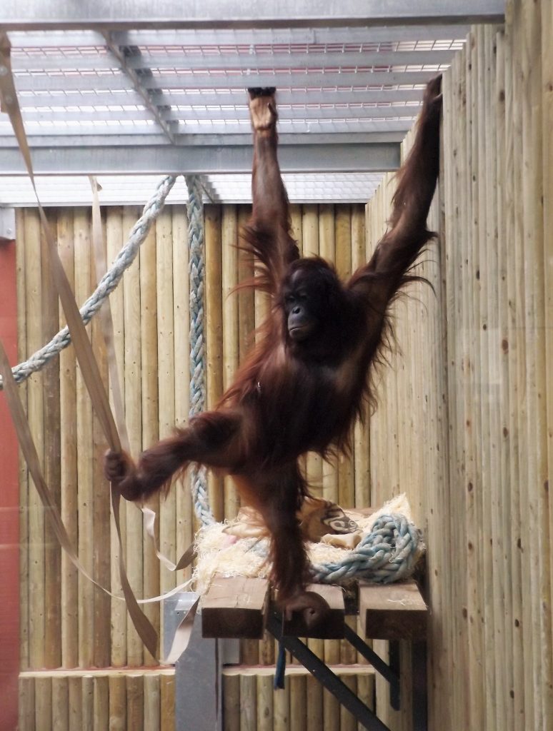 Orangutan at WIngham WIldlife Park, Kent