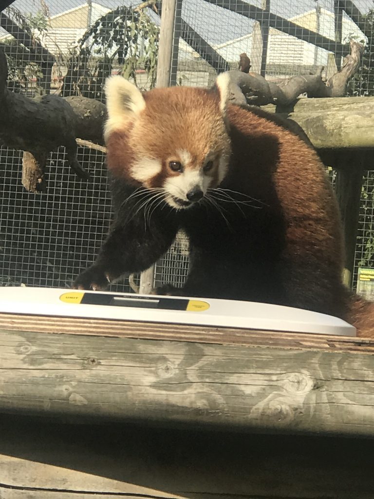 Red Panda at Wingham Wildlife Park, Kent