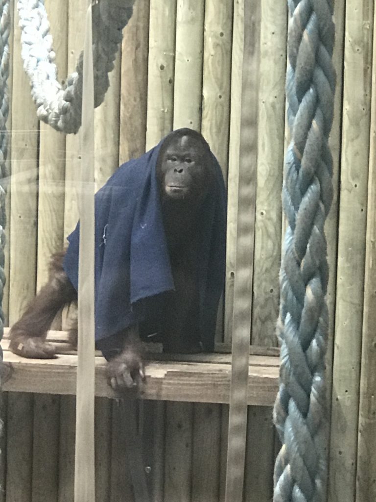 Orangutan at Wingham Wildlife Park, Kent