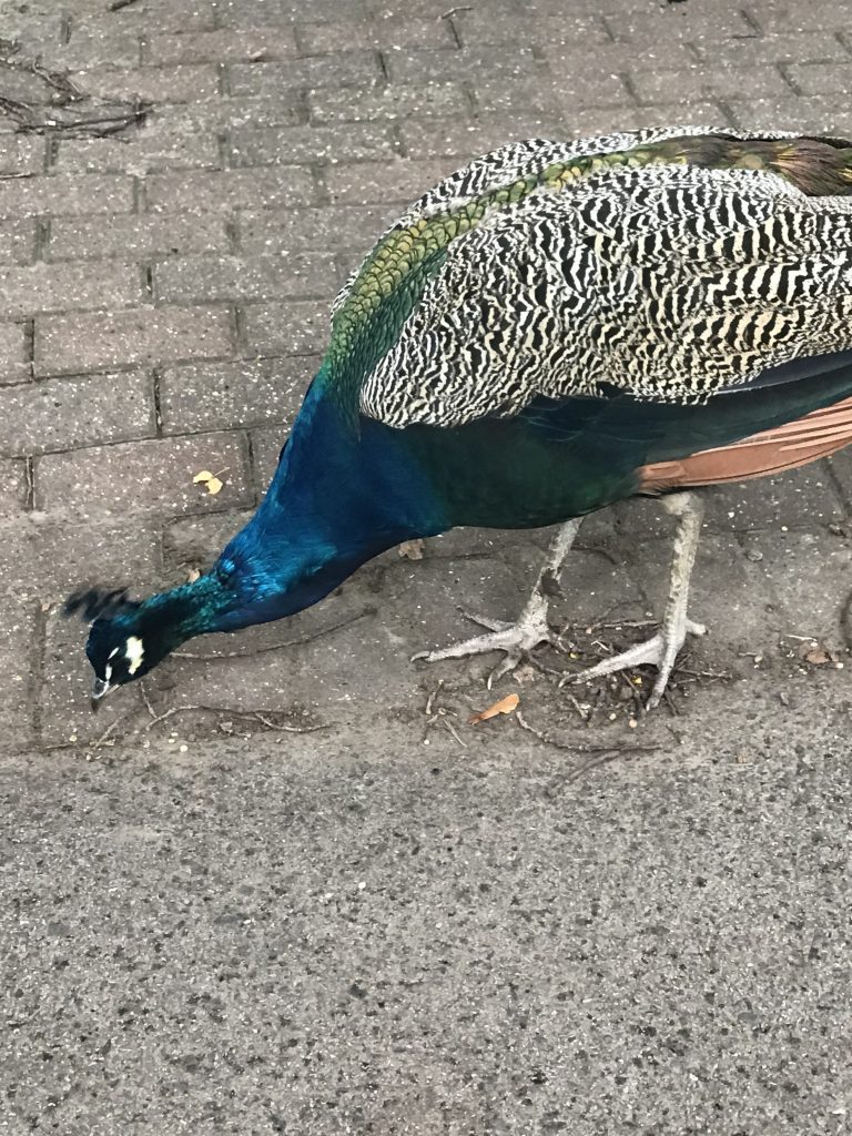 Peacock at Wingham Wildlife Park, Kent