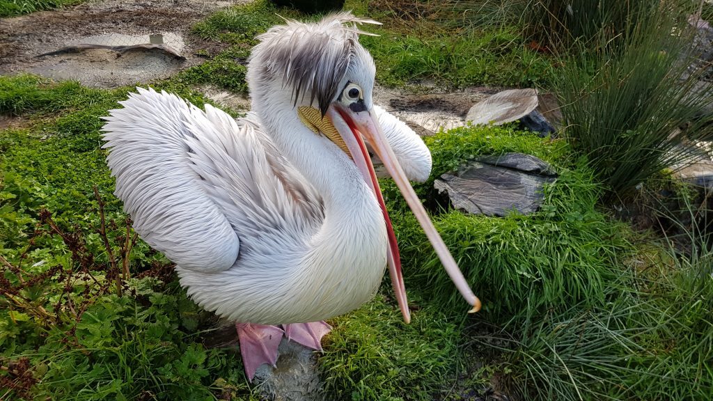 Pink-backed Pelican at Wingham Wildlife Park, Kent