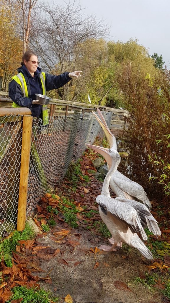 Keeper for the day experience: helping to feed our Pink-backed Pelicans.