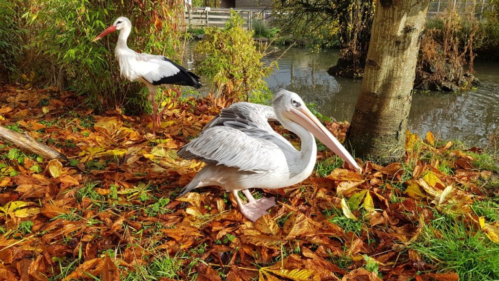 Robin the Pink-backed Pelican and Derek the White Stork.