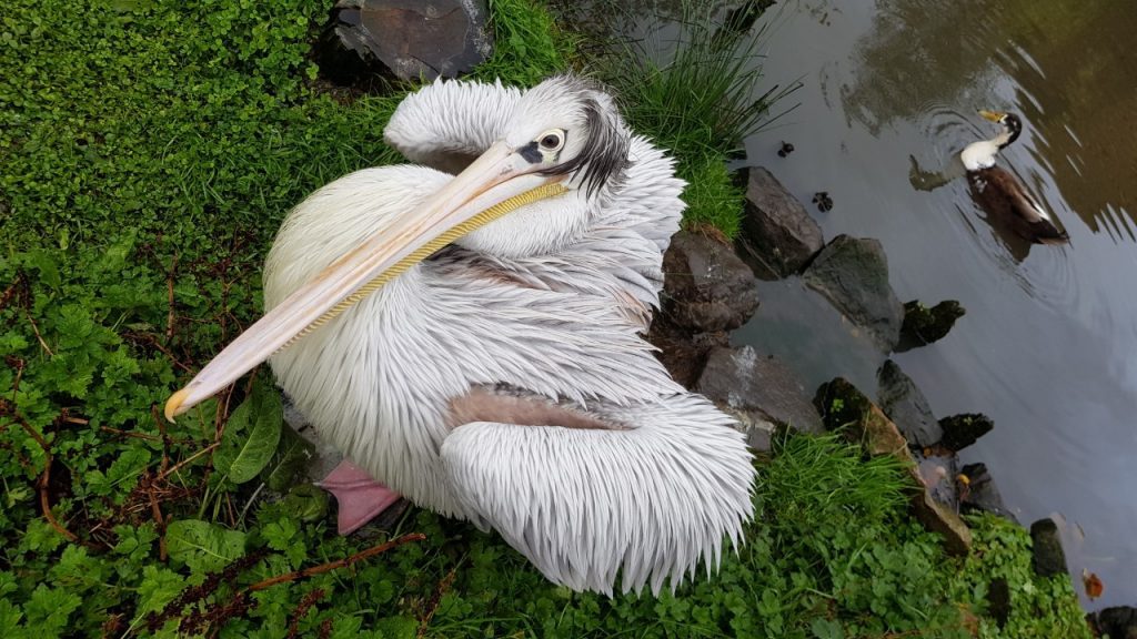 Barry the Pink-backed Pelican and Jeffrey the Indian Runner Duck.