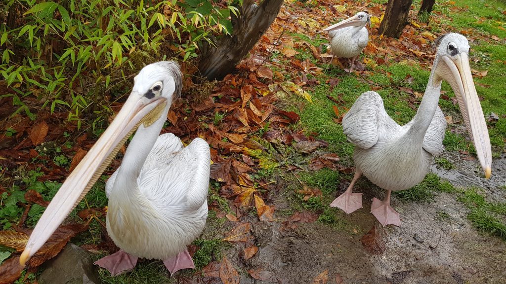 Pink-backed Pelicans at WWP: Boys Barry (front left) & Maurice (front right) and female Robin (back).