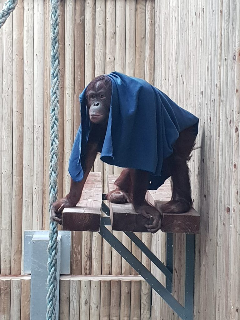 Orangutan with blanket at Wingham Wildlife Park, Kent
