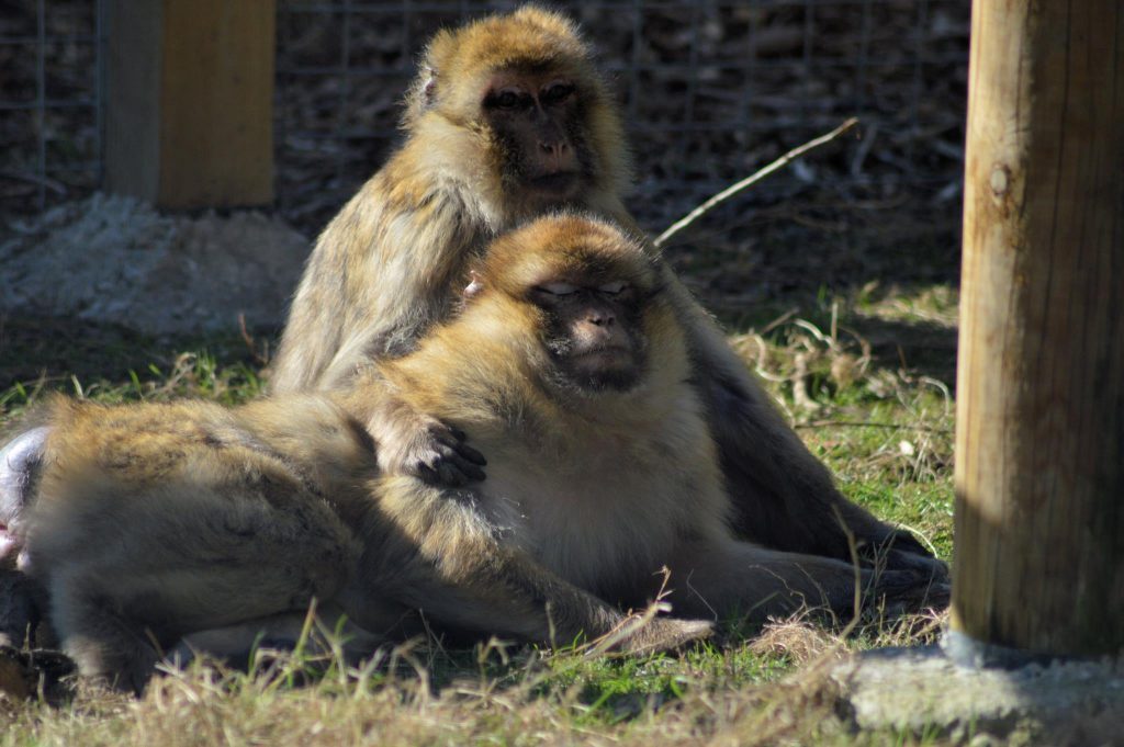 Barbary macaques at Wingham WIldlife Park, kent for Monkey Day blog