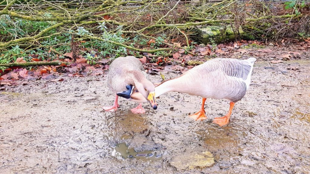 African and greylag geese at Wingham Wildlife Park,Kent