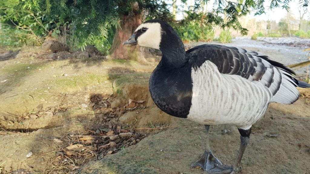 Barnacle goose at Wingham Wildlife Park for Glorious Geese blog