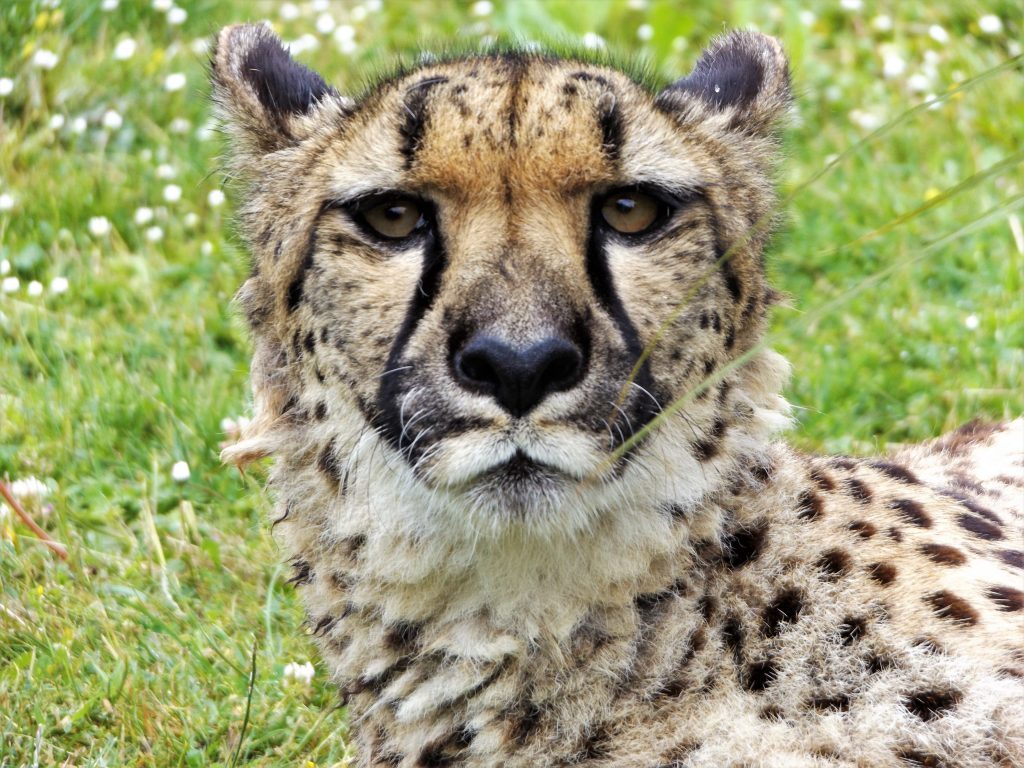 International Cheetah Day at Wingham Wildlife Park, Kent