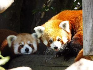 Red Panda at Wingham Wildlife Park, Kent