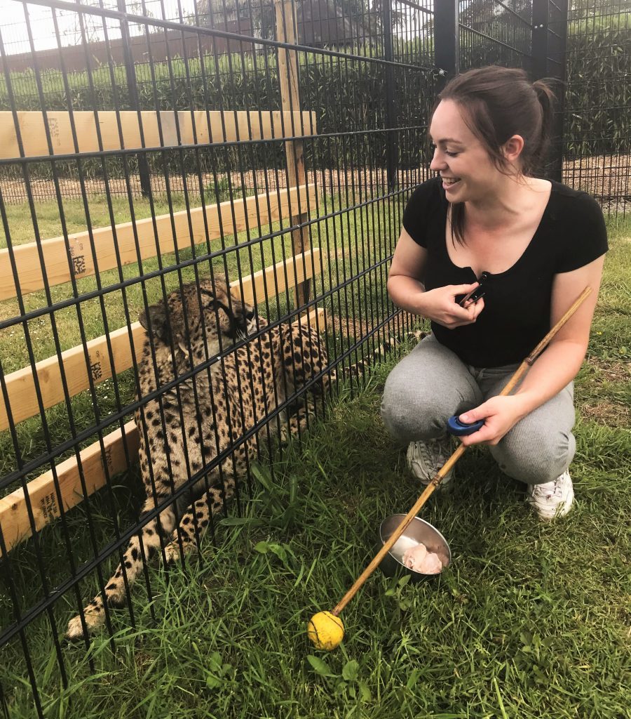 Cheetah experience at Sandwich Wildlife Park, Kent.