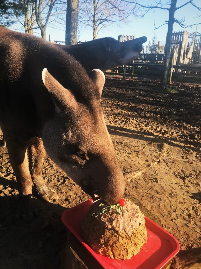 Christmas Bake off at Wingham Wildlife Park, Kent