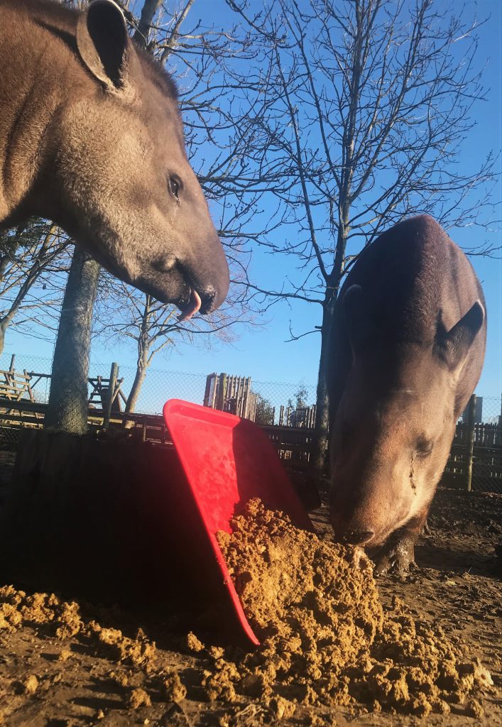 Christmas baking for animals at Wingham Wildlife Park, Kent