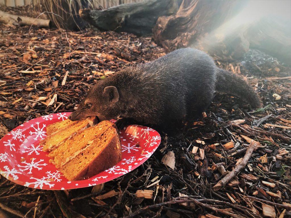 Christmas Bake off at Wingham Wildlife Park, Kent