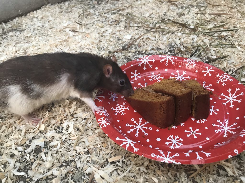 Christmas baking for animals at Wingham Wildlife Park, Kent