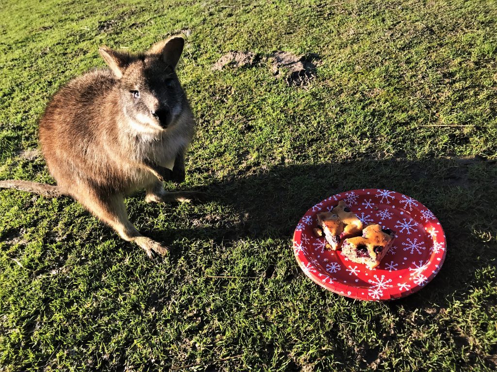 Christmas baking for animals at Wingham Wildlife Park, Kent