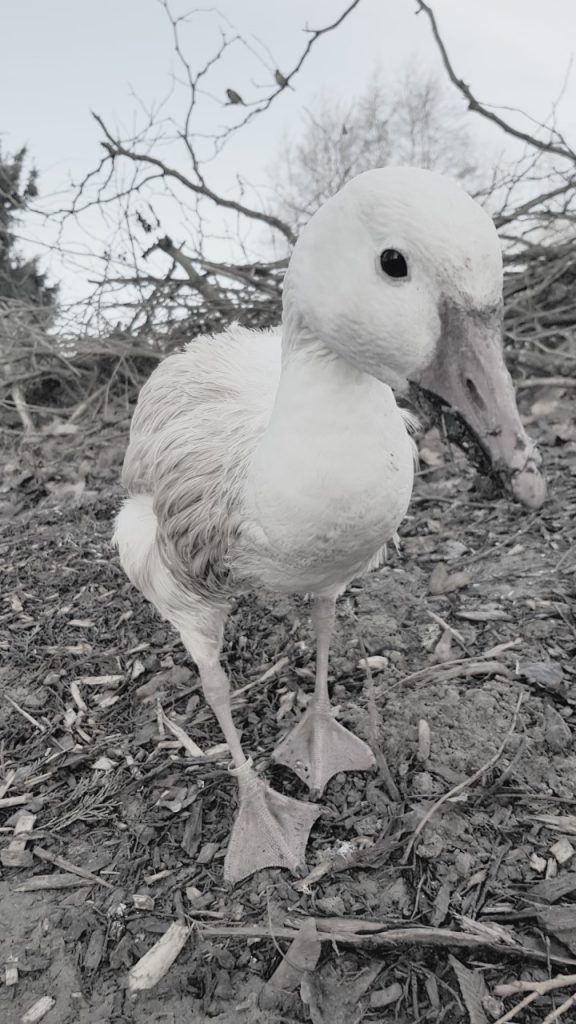 Snow goose, Glorious Geese blog at Wingham Wildlife Park, Kent