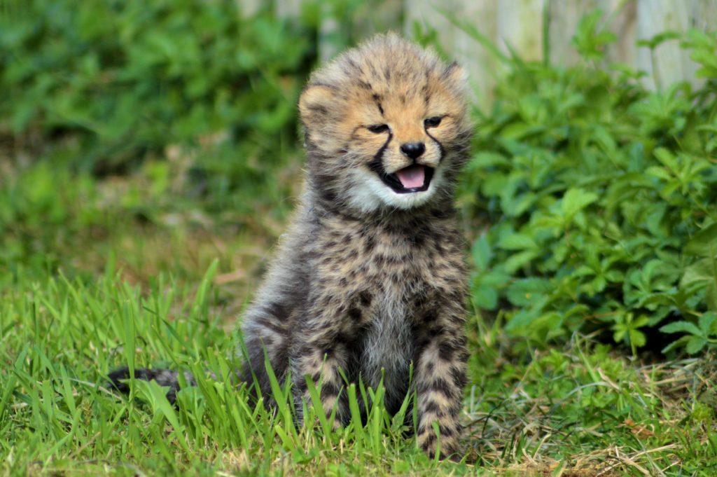 Cheetah cub at Wingham Wildlife Park, Kent