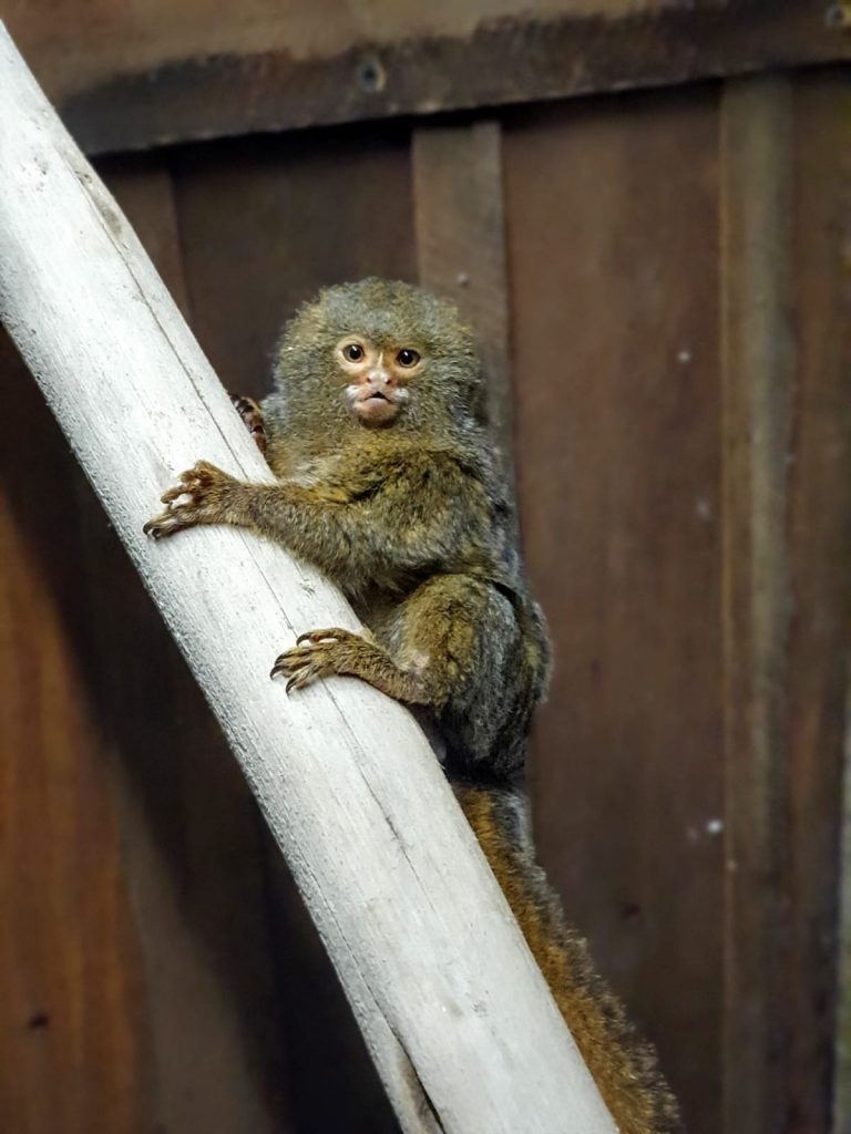 Monkey Day blog at Wingham Wildlife Park, Kent