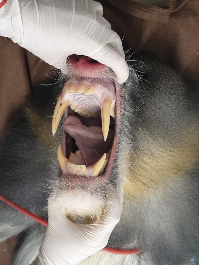 Mandrill canines during a health check at Wingham Wildlife Park, Kent