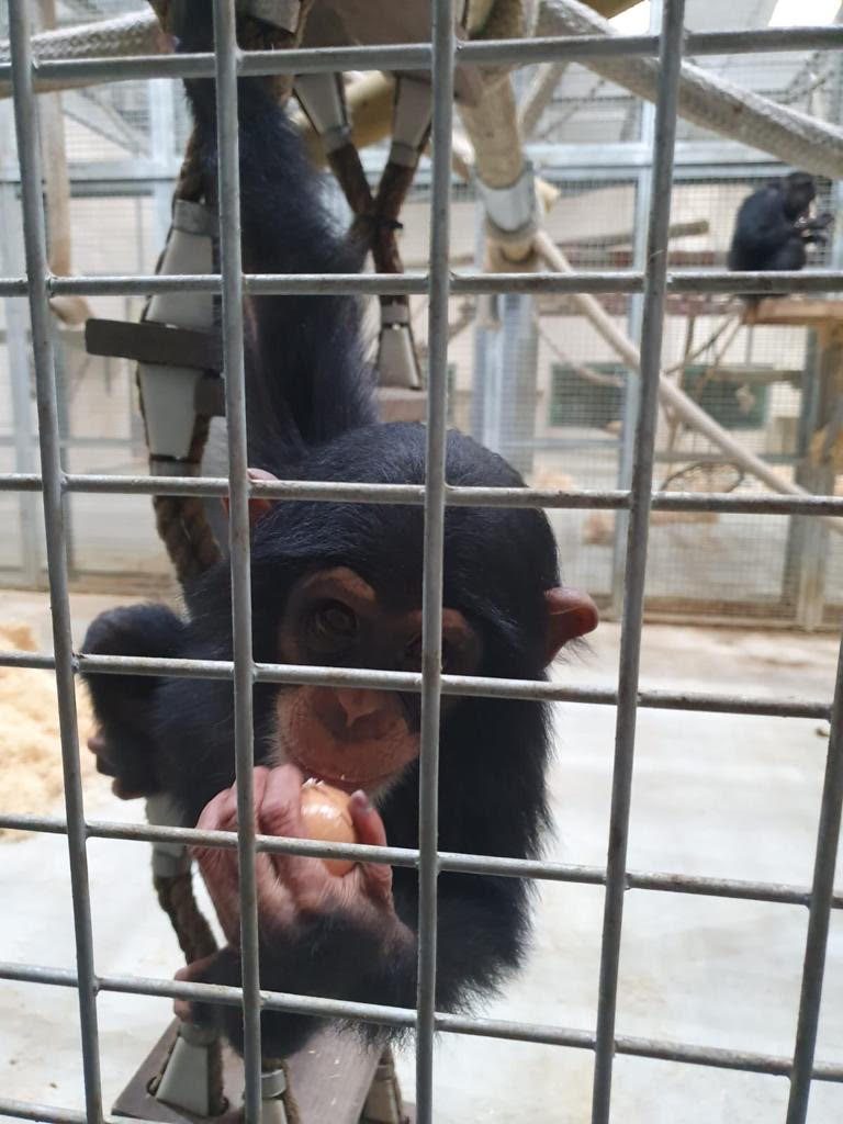 Chimpanzee trying boiled egg for the fist time