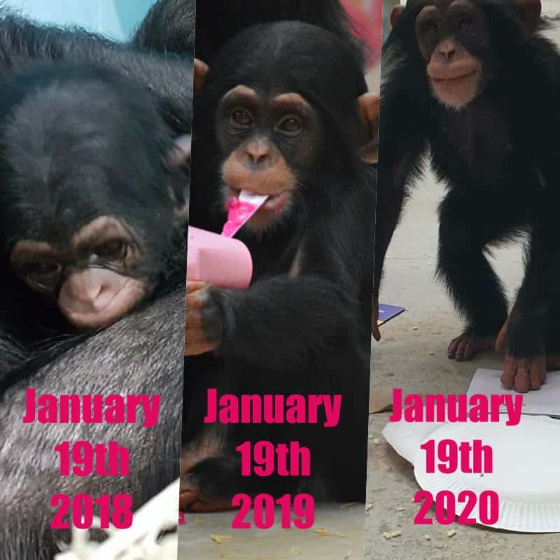 Chimpanzee 2 year development