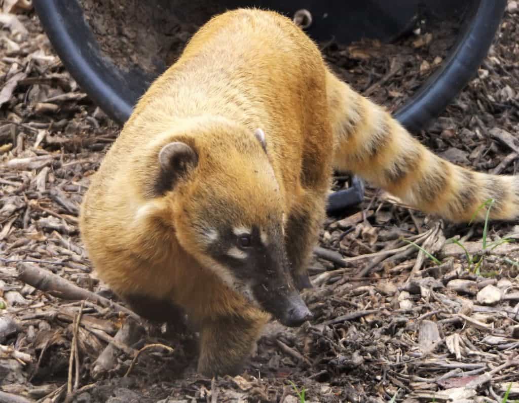 Brown nosed coati at Wingham Wildlife Park, Kent