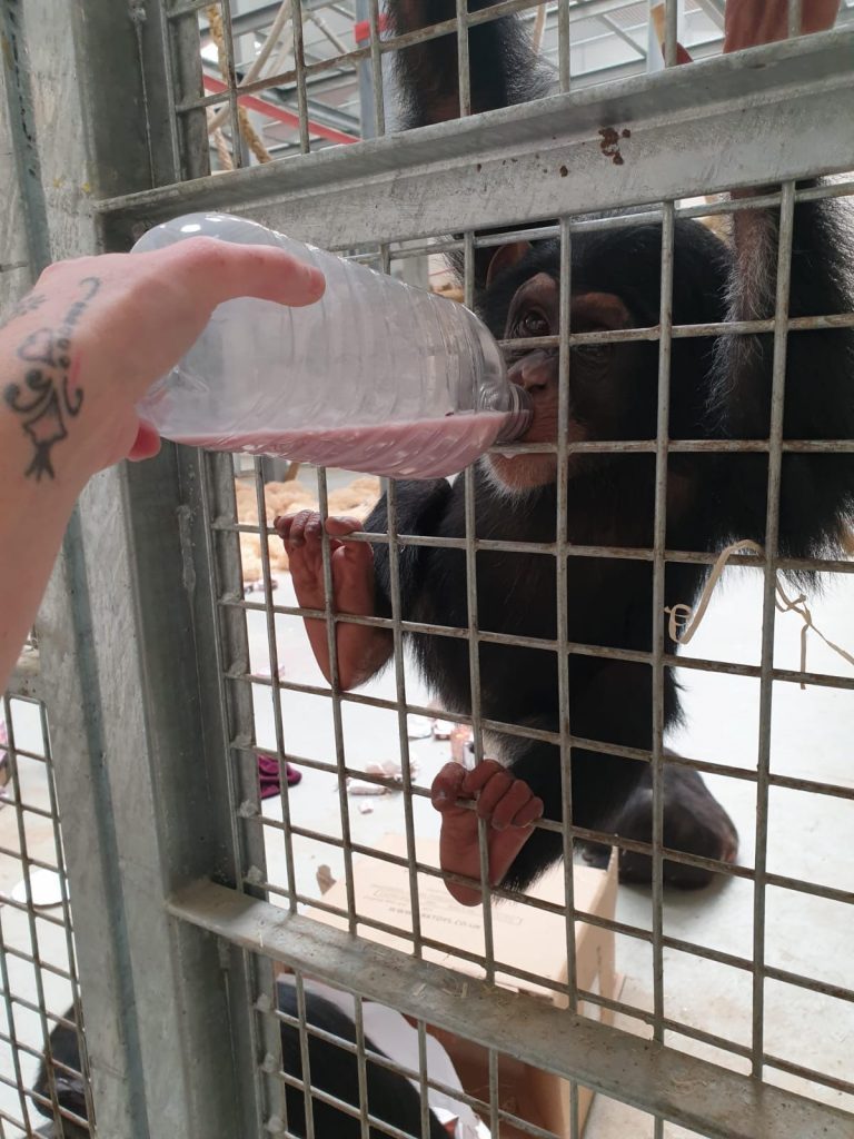 Chimpanzee 2nd Birthday at Wingham Wildlife Park, Kent