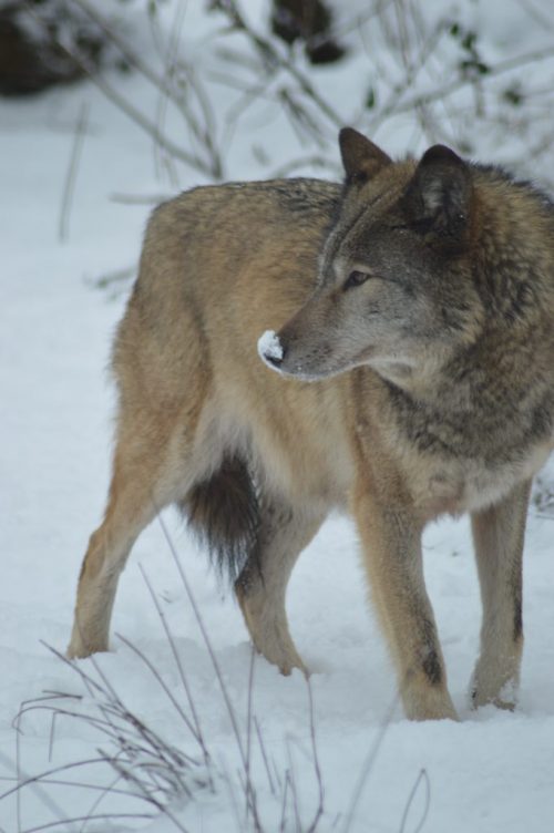 Britain’s Lost Carnivores - Animal Experiences At Wingham Wildlife Park ...