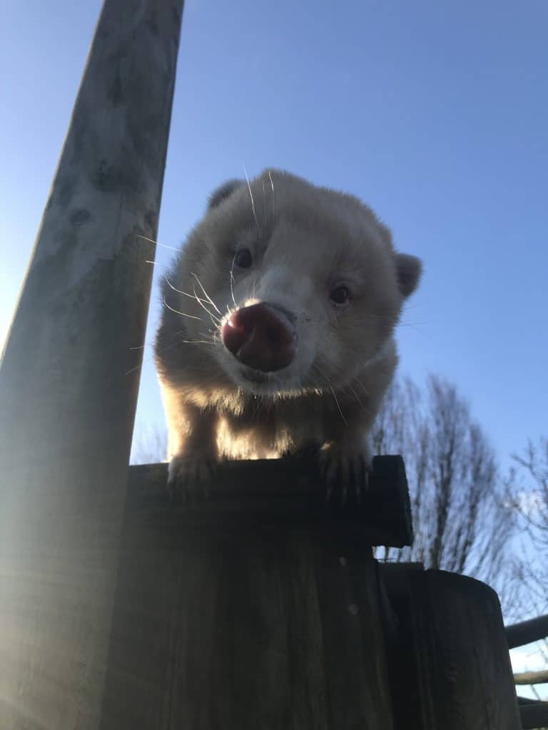 Albino brown nosed coati at Wingham Wildlife Park