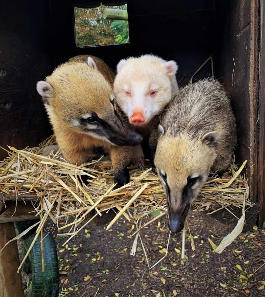 Our group of coati at Wingham Wildlife Park