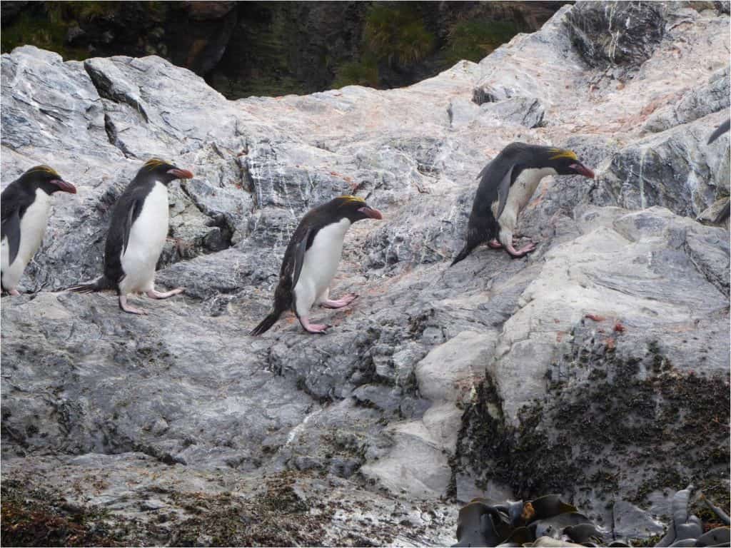 Penguin Awareness Day at Wingham Wildlife Park, Kent