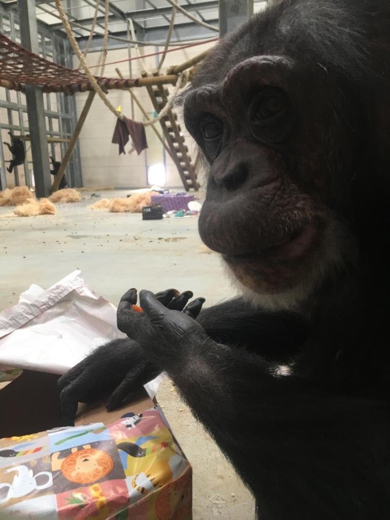 Chimpanzee birthday party at Wingham Wildlife Park, Kent