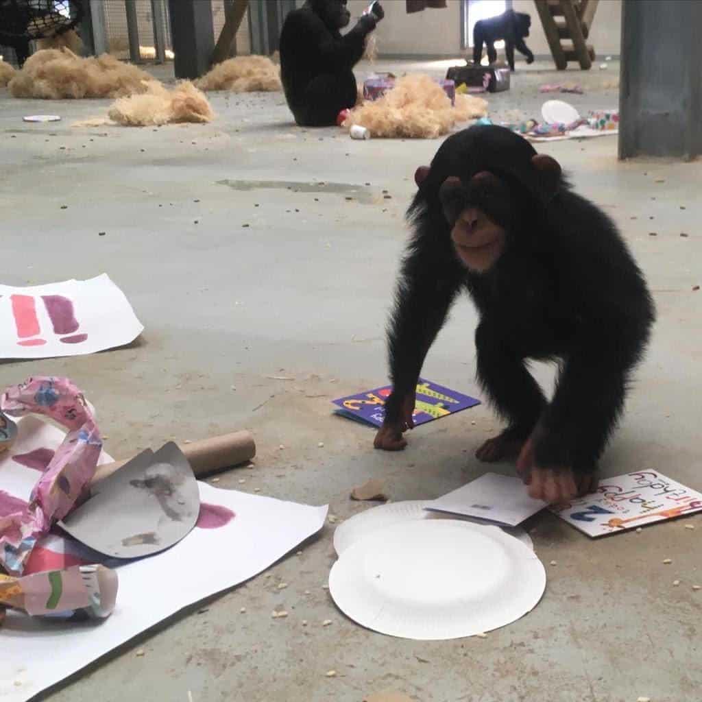 Elizabeth the Western chimpanzee's 2nd birthday party at Wingham Wildlife Park, Kent