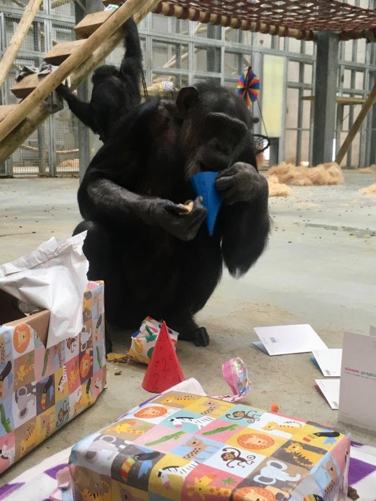 Chimpanzee birthday party at Wingham Wildlife Park, Kent