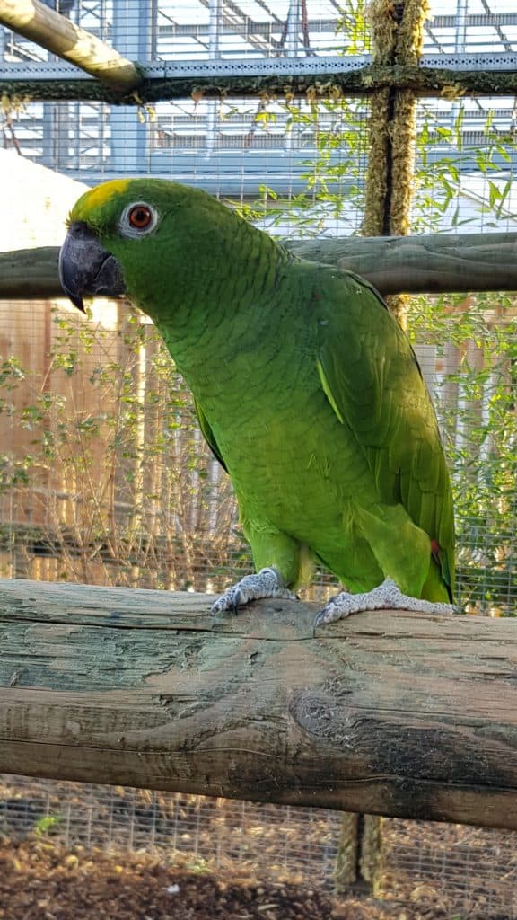 Yellow crowned Amazon parrot at Wingham Wildlife park