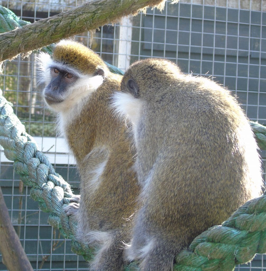 Darwin the Vervet monkey at Wingham Wildlife Park, Kent.