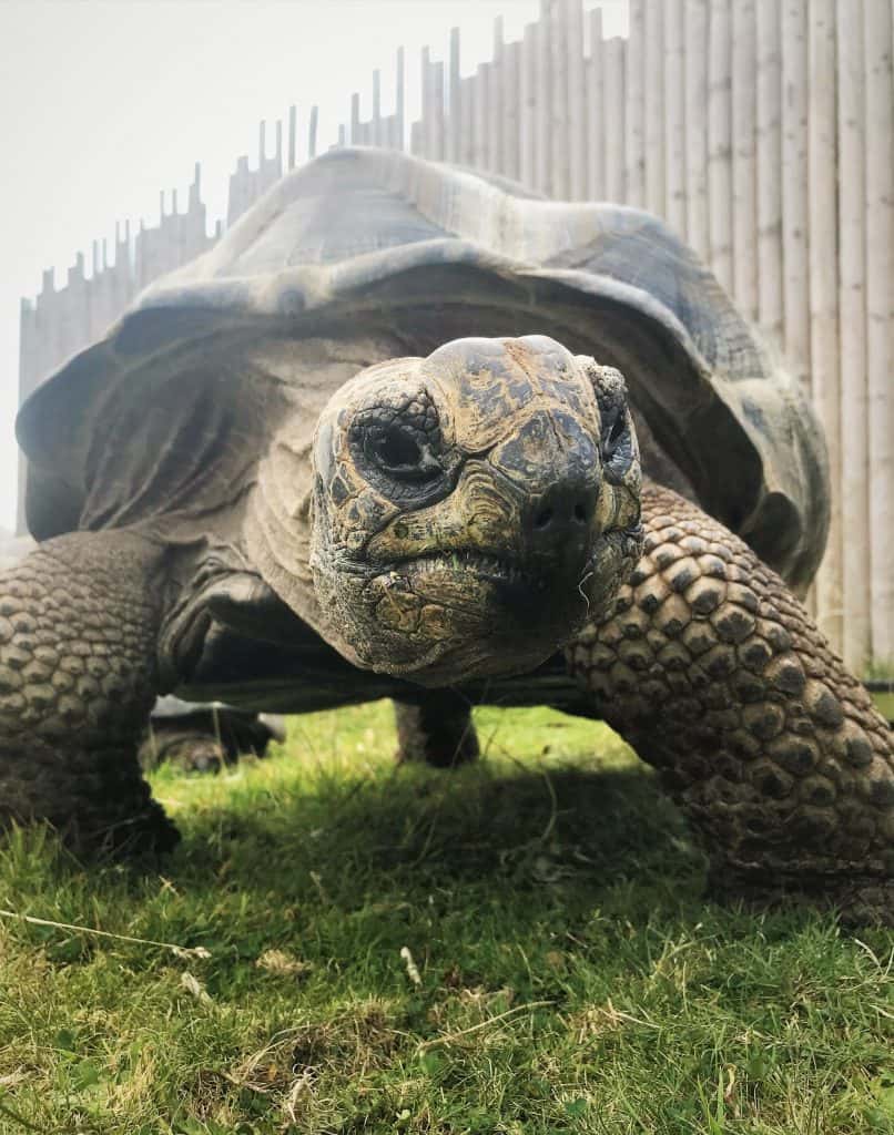 Aldabra tortoise at Wingham Wildlife Park for Darwin Day.