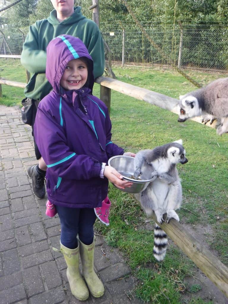Lemur experience at Wingham Wildlife Park, Kent