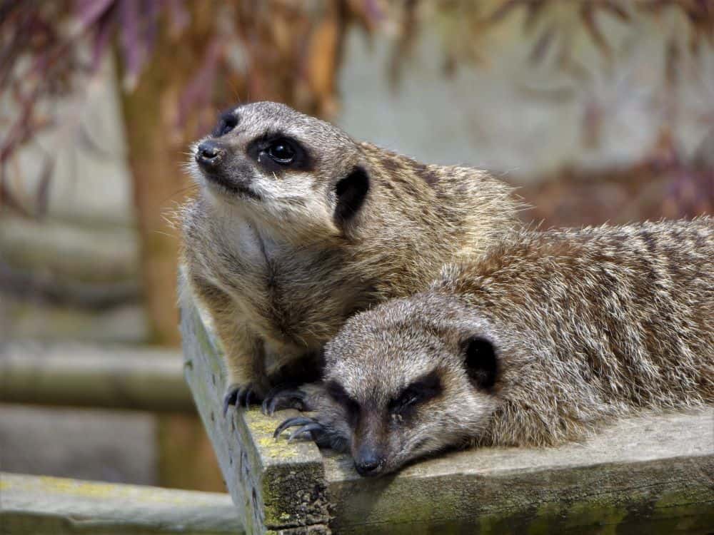 Meerkats at Wingham Wildlife Park, Kent.