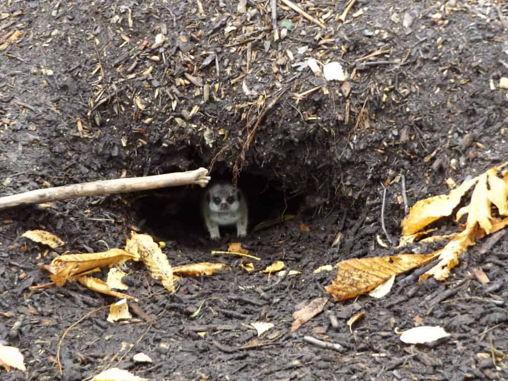 Meerkat pup leaving burrow at Wingham Wildlife Park, Kent