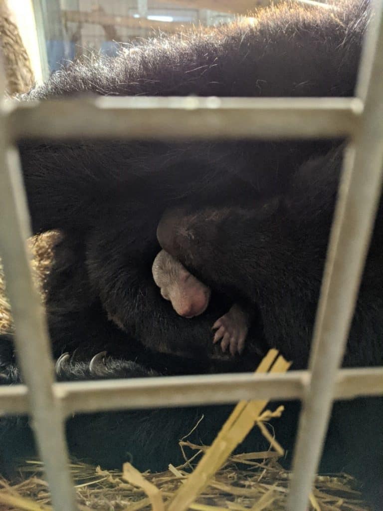 Moon Bear cub at Wingham Wildlife Park
