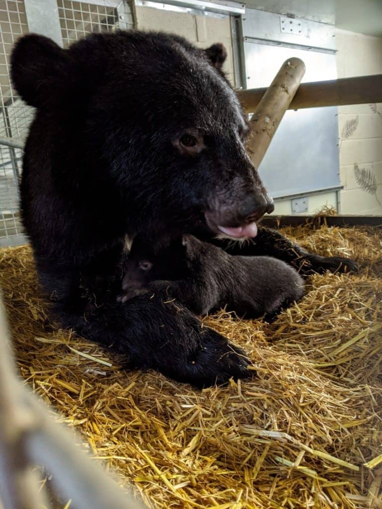 Moon bear cub at Wingham Wildlife Park, Kent