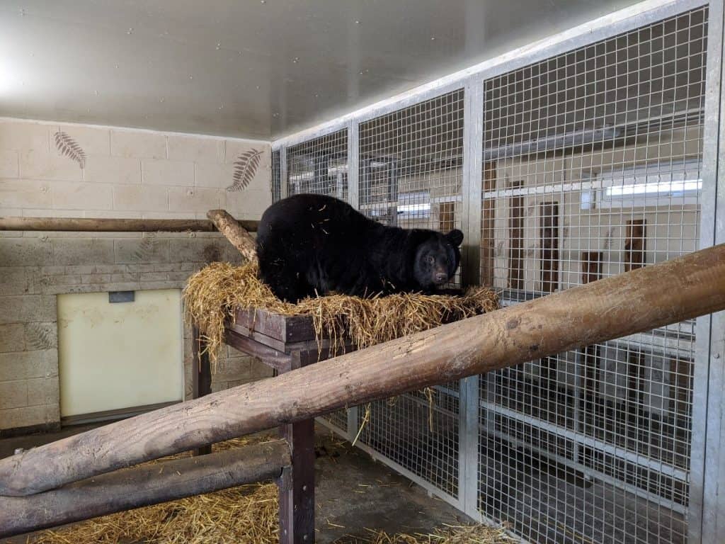 Moon bear at Wingham Wildlife Park, Kent