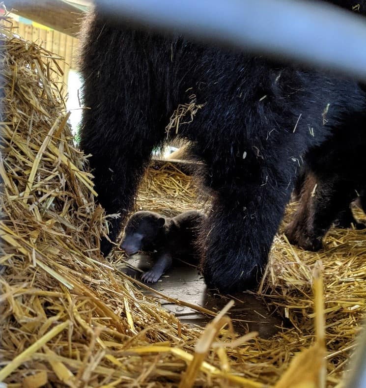 Asiatic black bear cub at Wingham Wildlife Park, Kent