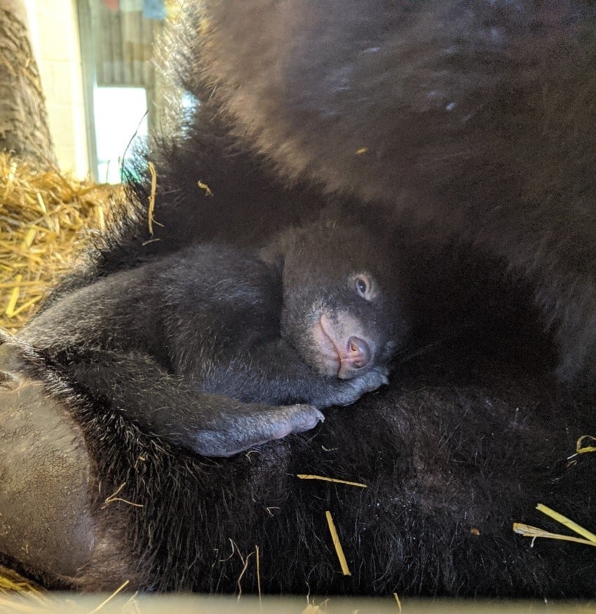 Moon bear (Asiatic Black bear) cub at Wingham Wildlife Park, Kent