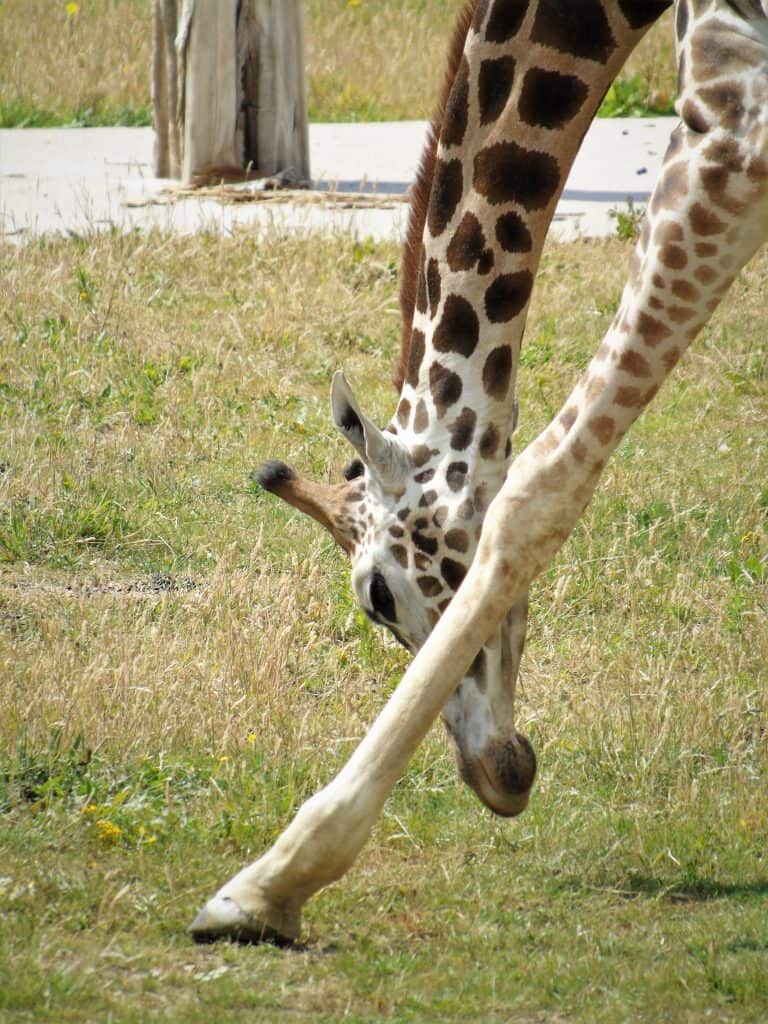 Rothschild's giraffe at Wingham Wildlife Park, Kent.